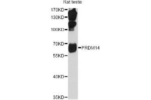Western blot analysis of extracts of rat teatis, using PRDM14 antibody (ABIN1876766) at 1:1000 dilution. (PRDM14 抗体)