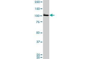 Western Blotting (WB) image for anti-Minichromosome Maintenance Complex Component 3 (MCM3) (AA 699-808) antibody (ABIN561761)