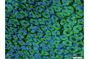 Immunofluorescence (Paraffin-embedded Sections) (IF (p)) image for anti-Neuromedin U Receptor 1 (NMUR1) (AA 31-80) antibody (AbBy Fluor® 488) (ABIN1391170)