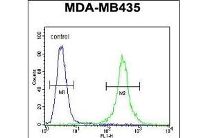 CCR8 Antibody (C-term) (ABIN654442 and ABIN2844176) flow cytometric analysis of MDA-M cells (right histogram) compared to a negative control (left histogram). (CCR8 抗体  (AA 305-335))