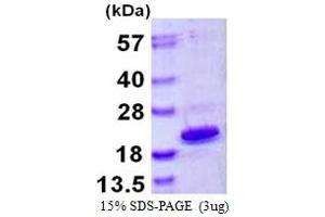 SDS-PAGE (SDS) image for High Mobility Group AT-Hook 1 (HMGA1) (AA 1-107) protein (His tag) (ABIN667938) (HMGA1 Protein (AA 1-107) (His tag))