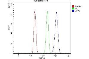 Flow Cytometry analysis of HL-60 cells using anti-DPYS antibody (ABIN7599618). (DPYS 抗体  (AA 100-518))