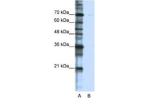 Western Blotting (WB) image for anti-Cleavage Stimulation Factor, 3' Pre-RNA, Subunit 2, 64kDa, tau Variant (CSTF2T) (C-Term) antibody (ABIN633569)