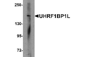 Western blot analysis of UHRF1BP1L in mouse brain tissue lysate with UHRF1BP1L antibody at 1 µg/mL (UHRF1BP1L 抗体  (Middle Region))