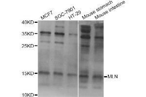 Western blot analysis of extracts of various cell lines, using MLN Antibody (ABIN5973790) at 1/1000 dilution. (Motilin 抗体)