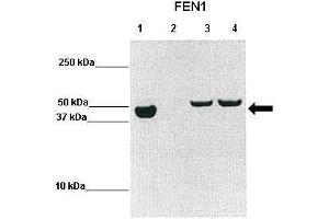 WB Suggested Anti-FEN1 Antibody  Positive Control: Lane1: hFEN1 (1-336), Lane2: uninduced BL21, Lane3: 2h induced BL21, Lane4: overnight induced BL21  Primary Antibody Dilution :  1:2000 Secondary Antibody :  Goat anti-rabbit-HRP Secondry Antibody Dilution :  1:10,000 Submitted by: Prof. (FEN1 抗体  (N-Term))