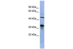 Image no. 1 for anti-SRY (Sex Determining Region Y)-Box 2 (SOX2) (C-Term) antibody (ABIN6742755) (SOX2 抗体  (C-Term))