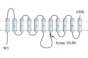 Representative domain view of the target of ABIN7885471.