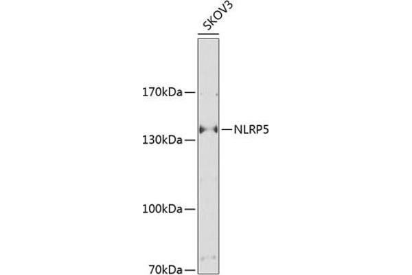 NLRP5 anticorps  (AA 157-256)
