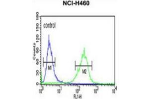 Flow cytometric analysis of NCI-H460 cells (right histogram) compared to a negative control cell (left histogram) using Spartin / SPG20  Antibody (N-term), followed by FITC-conjugated goat-anti-rabbit secondary antibodies. (SPG20 抗体  (N-Term))