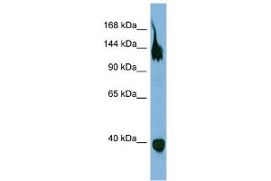 Western Blotting (WB) image for anti-Sema Domain, Transmembrane Domain (TM), and Cytoplasmic Domain, (Semaphorin) 6A (SEMA6A) (Middle Region) antibody (ABIN2783807)