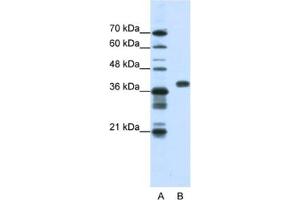 Western Blotting (WB) image for anti-Poly(rC) Binding Protein 1 (PCBP1) antibody (ABIN2462201) (PCBP1 抗体)