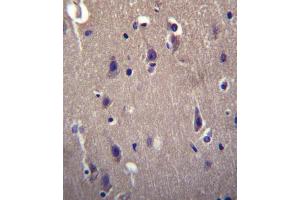 CARTPT Antibody (N-term) (ABIN656505 and ABIN2845777) immunohistochemistry analysis in formalin fixed and paraffin embedded human brain tissue followed by peroxidase conjugation of the secondary antibody and DAB staining. (CARTPT 抗体  (N-Term))