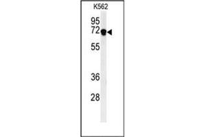 Western blot analysis of DENND1A Antibody (C-term) in K562 cell line lysates (35ug/lane).