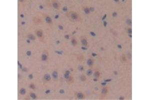 IHC-P analysis of Mouse Tissue, with DAB staining. (WNT10A 抗体  (AA 108-343))