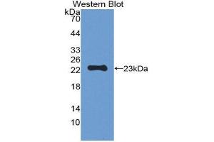 Western Blotting (WB) image for anti-Peroxiredoxin 1 (PRDX1) (AA 1-199) antibody (Biotin) (ABIN1175813) (Peroxiredoxin 1 抗体  (AA 1-199) (Biotin))