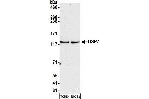 Western Blotting (WB) image for anti-Ubiquitin Specific Peptidase 7 (Herpes Virus-Associated) (USP7) (C-Term) antibody (ABIN7454512)