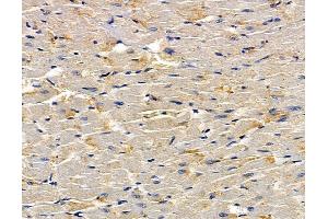 ABIN7095060 and ABIN7099116 at 1/100 staining rat heart tissue by IHC-P. (FAM105B 抗体)