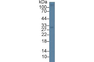 Detection of CD7 in Mouse Thymus lysate using Polyclonal Antibody to Cluster Of Differentiation 7 (CD7) (CD7 抗体  (AA 24-150))
