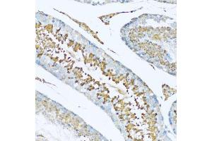 Immunohistochemistry of paraffin-embedded rat testis using HPX antibody. (Hemopexin 抗体  (AA 24-245))