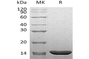 Western Blotting (WB) image for Tumor Necrosis Factor alpha (TNF alpha) (Active) protein (ABIN7320677) (TNF alpha 蛋白)