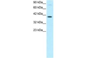 Western Blotting (WB) image for anti-KIN, Antigenic Determinant of RecA Protein Homolog (KIN) antibody (ABIN2460273) (KIN 抗体)