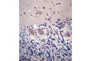 CACNA2D2 Antibody (Center) (ABIN657303 and ABIN2846384) immunohistochemistry analysis in formalin fixed and paraffin embedded human cerebellum tissue followed by peroxidase conjugation of the secondary antibody and DAB staining. (CACNA2D2 抗体  (AA 643-671))