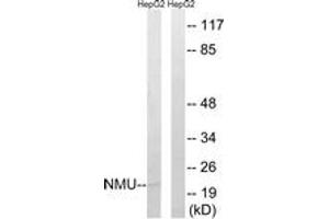 Western Blotting (WB) image for anti-Neuromedin U (NMU) (AA 125-174) antibody (ABIN2890460) (Neuromedin U 抗体  (AA 125-174))