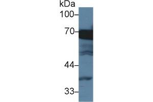 Detection of HSPA1L in Human HepG2 cell lysate using Monoclonal Antibody to Heat Shock 70 kDa Protein 1 Like Protein (HSPA1L) (HSPA1L 抗体  (AA 1-641))