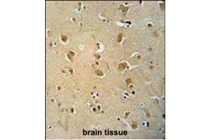 WWC3 antibody (C-term) (ABIN654482 and ABIN2844217) immunohistochemistry analysis in formalin fixed and paraffin embedded human brain tissue followed by peroxidase conjugation of the secondary antibody and DAB staining. (WWC3 抗体  (C-Term))