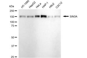 Western blotting analysis using SIN3A antibody (ABIN7800351).