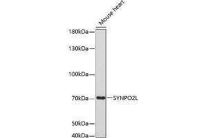 Western blot analysis of extracts of mouse heart, using SYNPO2L antibody (ABIN6135147, ABIN6148780, ABIN6148782 and ABIN6220274) at 1:3000 dilution. (SYNPO2L 抗体  (AA 700-800))