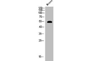 Western Blot analysis of mouse cells using Phospho-Akt (S124) Polyclonal Antibody (AKT1 抗体  (pSer124))