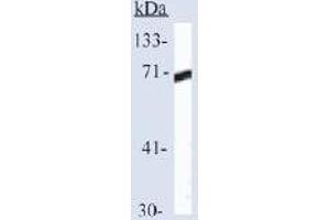 Western blot analysis of HSP70 expression in Hela cells (HSP70 1A 抗体  (C-Term))