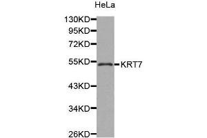 Western Blotting (WB) image for anti-Keratin 7 (KRT7) (AA 230-469) antibody (ABIN6219679) (Cytokeratin 7 抗体  (AA 230-469))