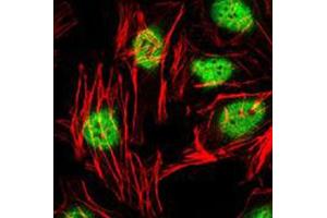 Immunofluorescent staining of HeLa cells with ZBTB16 monoclonal antibody, clone 5B3  (Green). (ZBTB16 抗体)