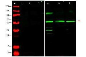 Western blot using  affinity purified anti-PTEN-P1 antibody shows detection of endogenous PTEN-P1 in whole cell lysates from human derived cell lines HeLa (lane 4), HEK293 (lane 5) and MCF7 (lane 6). (PTENP1 抗体  (N-Term))