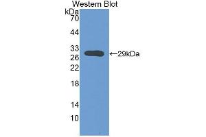 Detection of Recombinant ATP1b3, Mouse using Polyclonal Antibody to Sodium/potassium Transporting ATPase Subunit Beta-3 (ATP1b3)