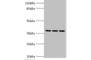 Western blot All lanes: 39S ribosomal protein L1, mitochondrial antibody at 2 μg/mL Lane 1: Hela whole cell lysate Lane 2: K562 whole cell lysate Lane 3: HepG2 whole cell lysate Secondary Goat polyclonal to rabbit IgG at 1/10000 dilution Predicted band size: 39 kDa Observed band size: 39 kDa (MRPL1 抗体  (AA 51-324))
