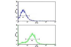 Flow cytometric analysis of HepG2 cells using BMPR2 antibody (green) compared to a negative control (blue). (BMPR2 抗体  (AA 27-56))