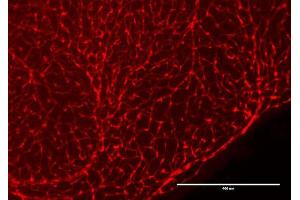 Immunofluorescence Microscopy of Chicken Anti-RFP antibody. (RFP 抗体  (Biotin))