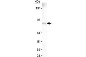 Western blot analysis of SLC9A8 in HeLa whole cell lysate with SLC9A8 monoclonal antibody, clone 7A11 . (NHE8 抗体  (C-Term))