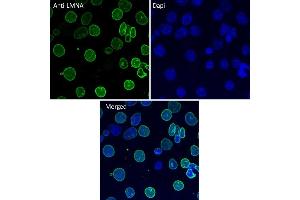 Immunofluorescence (IF) image for anti-Lamin A/C (LMNA) (C-Term) antibody (ABIN6254178)