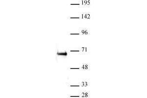 Western Blot: K-562 nuclear extract (20 µg per lane) probed with the ETO / RUNX1T1 antibody (pAb) at a dilution of 1:500. (RUNX1T1 抗体  (Internal Region))