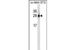 PSPH Antibody (N-term) (ABIN1881701 and ABIN2839050) western blot analysis in mouse NIH-3T3 cell line lysates (35 μg/lane). (PSPH 抗体  (N-Term))