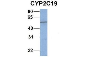 Western Blotting (WB) image for anti-Cytochrome P450, Family 2, Subfamily C, Polypeptide 19 (CYP2C19) (Middle Region) antibody (ABIN2777003)