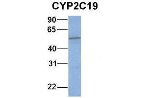 Host:  Rabbit  Target Name:  WT1  Sample Type:  721_B  Antibody Dilution:  1. (CYP2C19 抗体  (Middle Region))