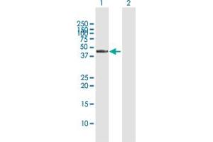 Western Blot analysis of RASSF8 expression in transfected 293T cell line by RASSF8 MaxPab polyclonal antibody.