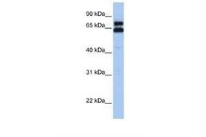Image no. 1 for anti-Heat Shock 60kDa Protein 1 (Chaperonin) (HSPD1) (C-Term) antibody (ABIN6739087)