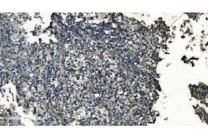 IHC analysis of GNG7 using anti-GNG7 antibody (ABIN7600508). (GNG7 抗体  (AA 2-57))